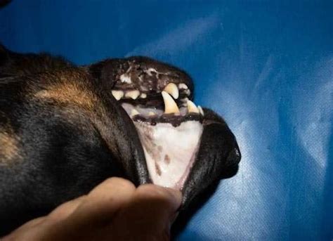 Pale And White Gums In Dogs Petmd