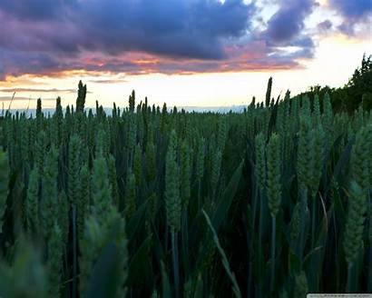 Wheat Sunset Field Standard Wallpaperswide