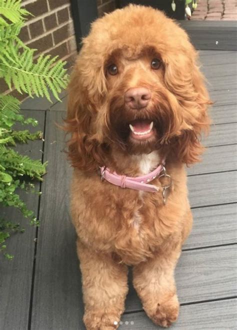 27 Best Cockapoo Haircut Pictures The Paws