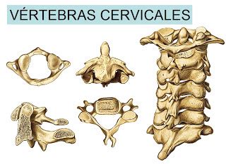 Check spelling or type a new query. anatomia humana: VÉRTEBRAS CERVICALES