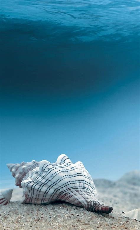 Seashellのandroid用のスマホ壁紙1080 X 1776 壁紙キングダム