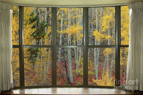 Autumn Forest Red Wilderness Floor Bay Window View Photograph By James