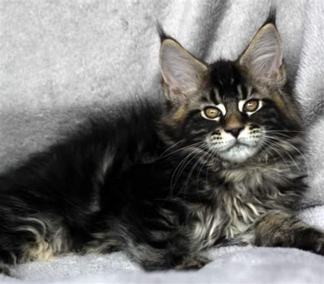 Charles, our amazing silver tabby maine coon at 9 months. Pin on Kittens