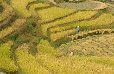 Arroz Cosecha Cultivos Agricultura Campo Arrozal Asia Cultivar Alimentos Tierras De
