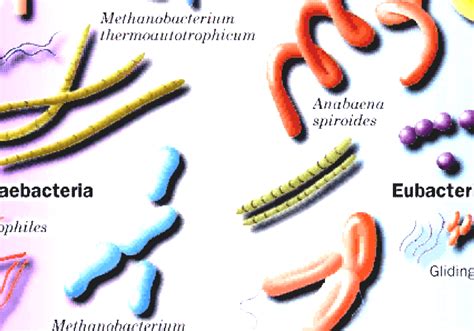 Archaea Domain Of Archaebacteria