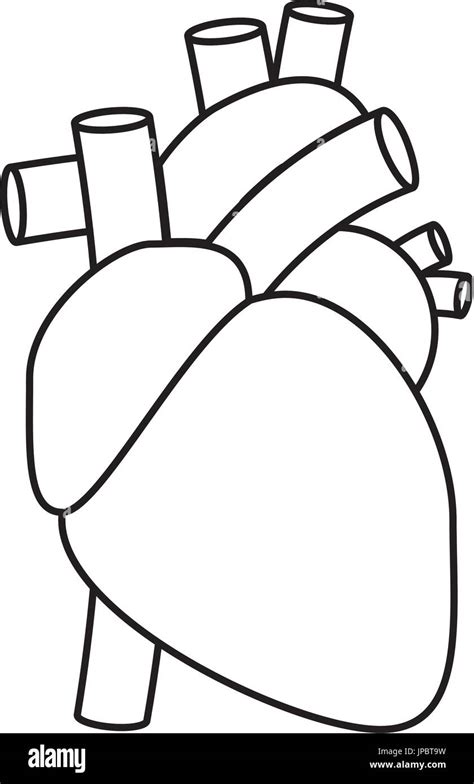 Human Heart Symbol Stock Vector Image And Art Alamy