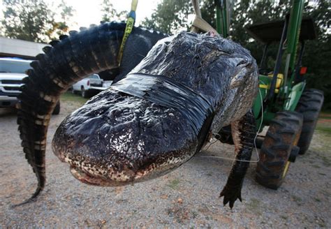A Record Breaking 1000 Pound Alligator Was Broke Horror Fan