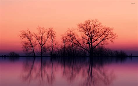 Perfect Tree Reflection In The Calm Lake Wallpaper Nature Wallpapers