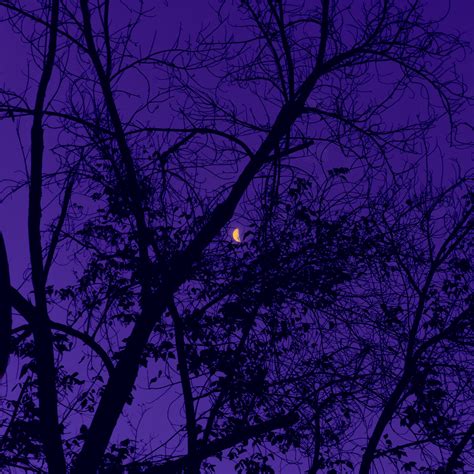 Download Wallpaper 3415x3415 Trees The Moon Night Sky Purple Ipad