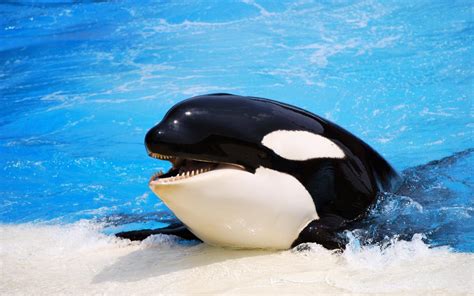 Download Killer Whales Wallpaper Funny Animals By Kwarren Killer