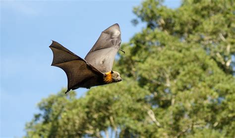 Grey Headed Flying Fox Australian Threatened Animals Nsw National Parks