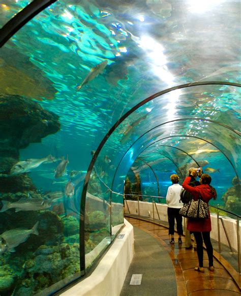 The Barcelona Aquarium A Unique Underwater World Citylife Barcelona