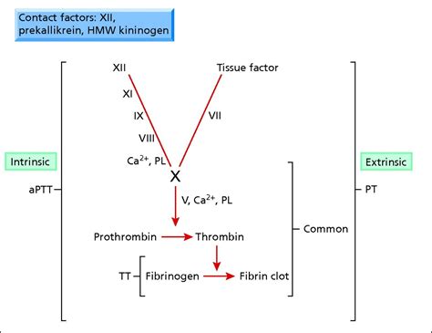 Pin On Coagulation