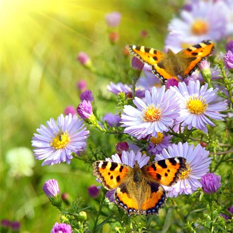 Butterfly Spring Blossom Wallpapers Wallpaper Cave