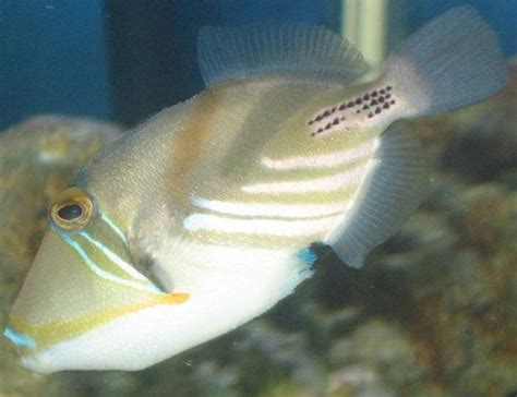 Humu Picasso Triggerfish Rhinecanthus Aculeatus Photos