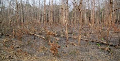 Deforestation After Forest Fire Natural Disaster Stock Footage