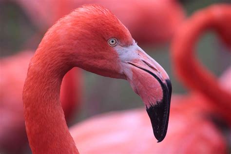 Flamingo Facts Phoenicopterus