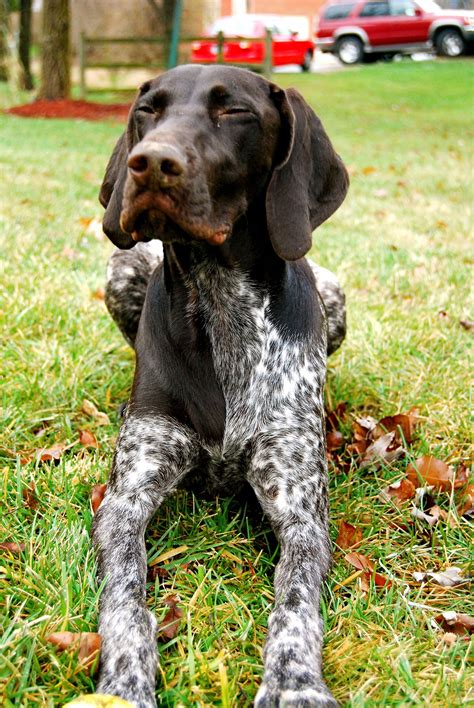 Tell Me When I Can Open Them Gsp Germanshorthairpointer German