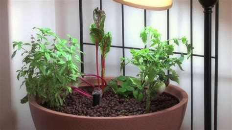 Small Aquaponic Indoor Or Patio Mini Garden Youtube