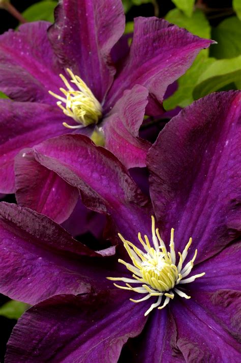Maybe you would like to learn more about one of these? Pin by sandylouise on flora and fauna | Clematis flower ...