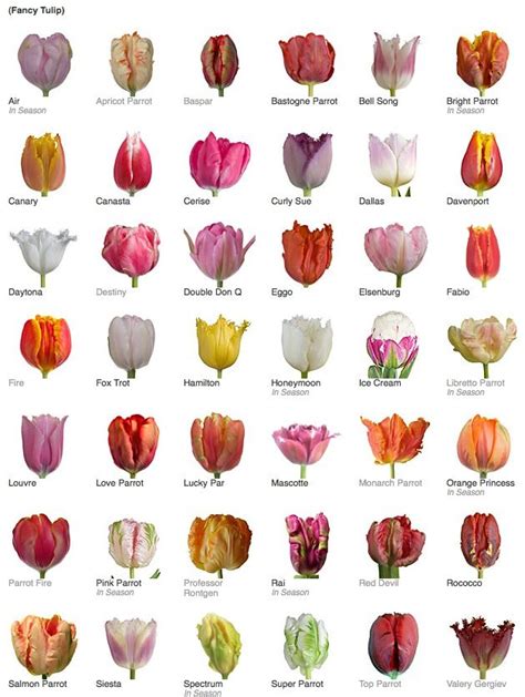 Tulip Varieties Tulipanes Plantas Enredaderas Flores Exóticas