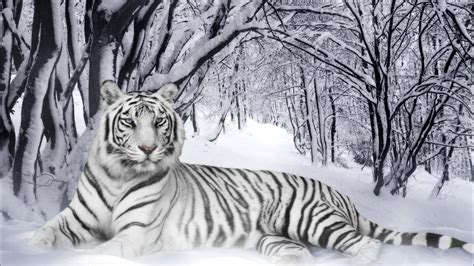 White Tiger Computer Wallpapers Desktop Backgrounds 1920x1080 Id