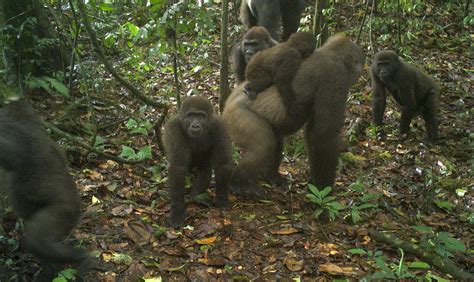 Once Thought Extinct Rare Gorillas Seen On Camera With Babies Air1