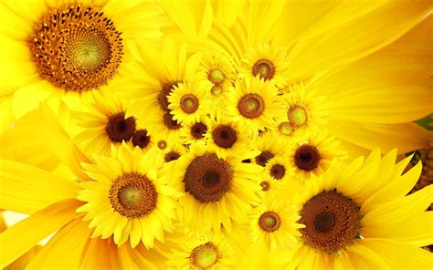 Sunflower Background Wallpaper Beautiful Sun Flower