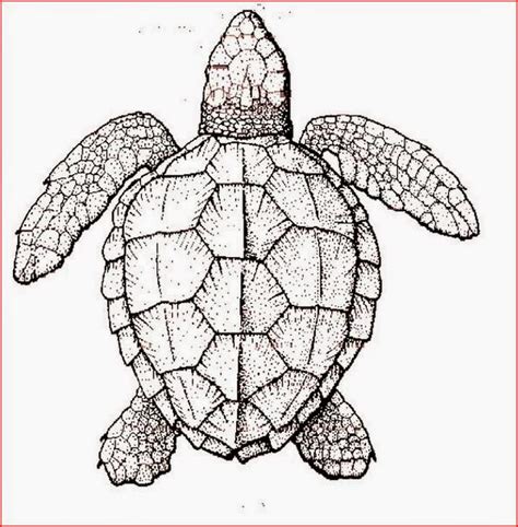 Coloring Pages: Turtles Free Printable Coloring Pages