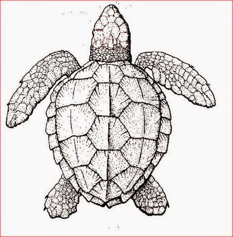 Coloring Pages Turtles Free Printable Coloring Pages