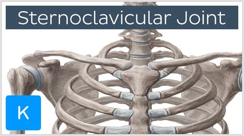 Sternoclavicular Joint Location And Movements Human Anatomy Kenhub