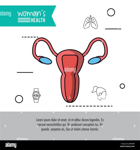 Female Reproductive System Poster Stock Vector Images Alamy