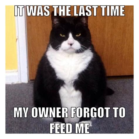 Stupid Memes Dankest Memes Funny Memes Cat Memes Reaction Pictures