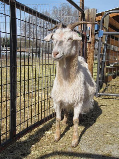 Liberty Farm Cashmere Goats Cashmere Goats For Sale