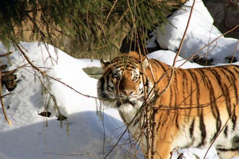 Siberian Tiger In Winter Forest — Stock Photo © Kvkirillov 2070995