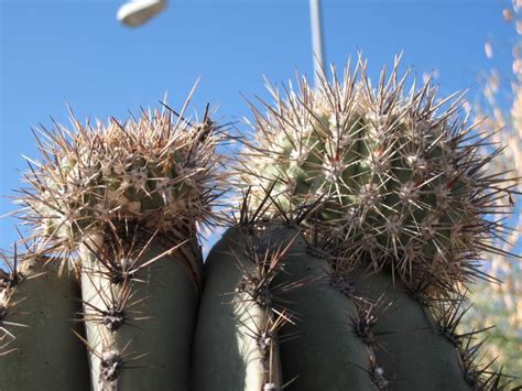 Shop safely online through our secure virtual flower shop and send a beautiful arrangement to tucson, az today. Pin by Terry Bishop on A Tucson Walk | Saguaro, Tucson ...