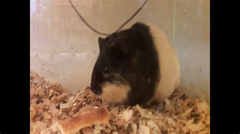 Hamsters Playing 2 Youtube