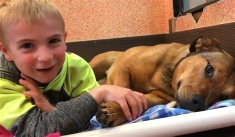 Kind Hearted Boy Who Is Seven Years Old Saved 1300 Dogs By Looking For
