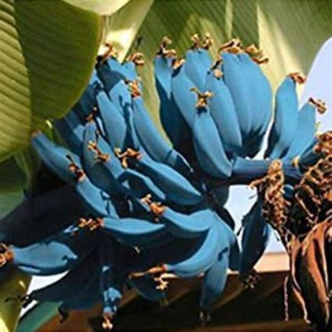 Fico 27 Elenchi Di Blue Java Banana Seeds However For The Rest Of