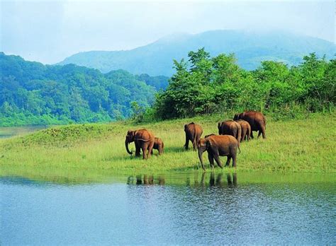 Periyar Wildlife Sanctuary Thekkady 2019 What To Know Before You Go