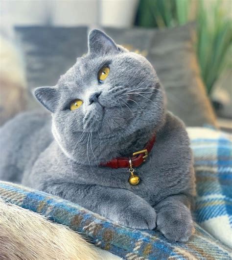 British Shorthair Price In Kerala Funny Cats