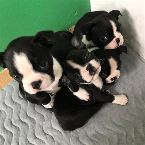 Some of our dogs are akc and. Boston Terrier Puppies For Sale | Houston, TX #286360