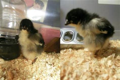Red swollen lump below her vent on her bottom. Chick Swollen Underside