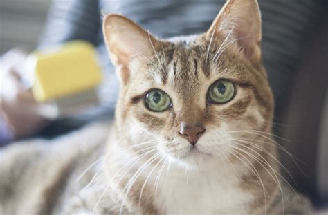 We accept naturally fallen whiskers only. 7 Tips for Treating Cat Eye Infections | PetMD
