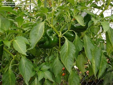 Chile Pepper Poblano Capsicum Annuum Dried It Is Known As Ancho