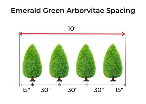Emerald Green Arborvitae Spacing Planning Your Hedge For Optimal Growth