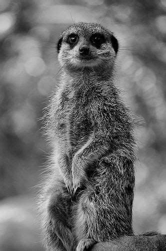 Meerkat In Black And White Animals Wild Nature Animals Cute Animal