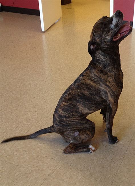 We carry the best in natural foods for your furry friend, as well as a a beautiful selection of accessories. Fulton Animal Hospital, Maryland - Pet Gallery