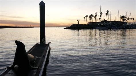 Sea Lion Rookery On Pier California Usa California Ocean Coast
