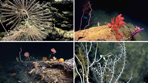 atlantic corals colorful and vulnerable the new york times